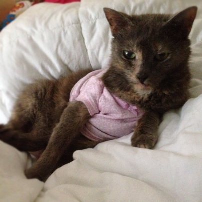 Yes, my cat wears a shirt